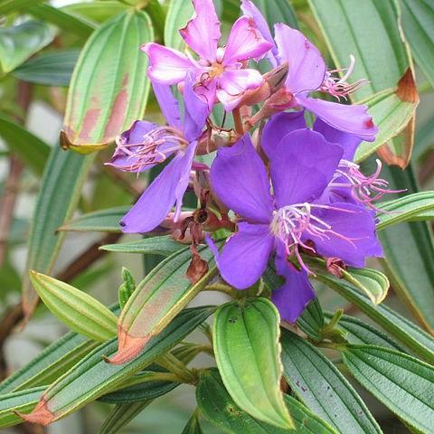 Tibouchina urvilleana in the GardenTags plant encyclopedia Glory Bush in the GardenTags plant encyclopedia