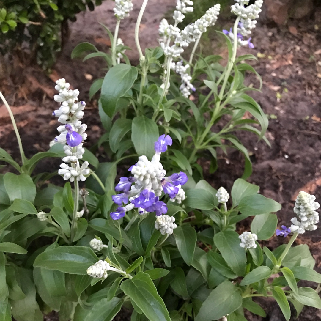 Salvia farinacea Cobalt Candle in the GardenTags plant encyclopedia Salvis Cobalt Candle in the GardenTags plant encyclopedia