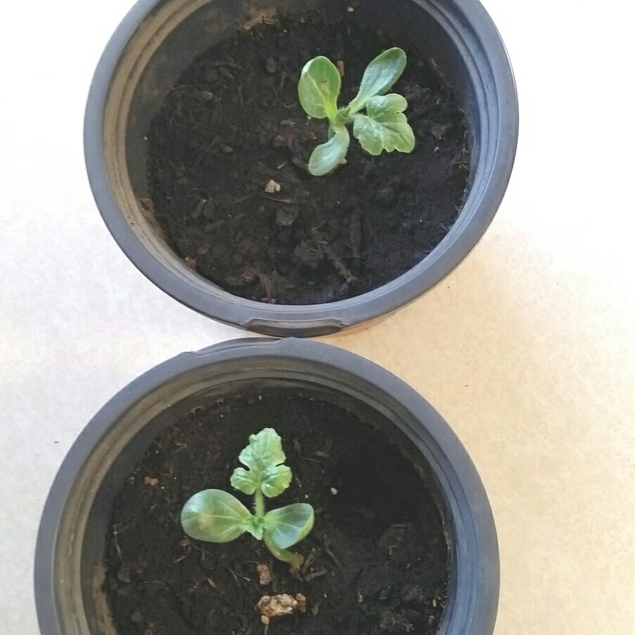 Watermelon Sugar Baby in the GardenTags plant encyclopedia