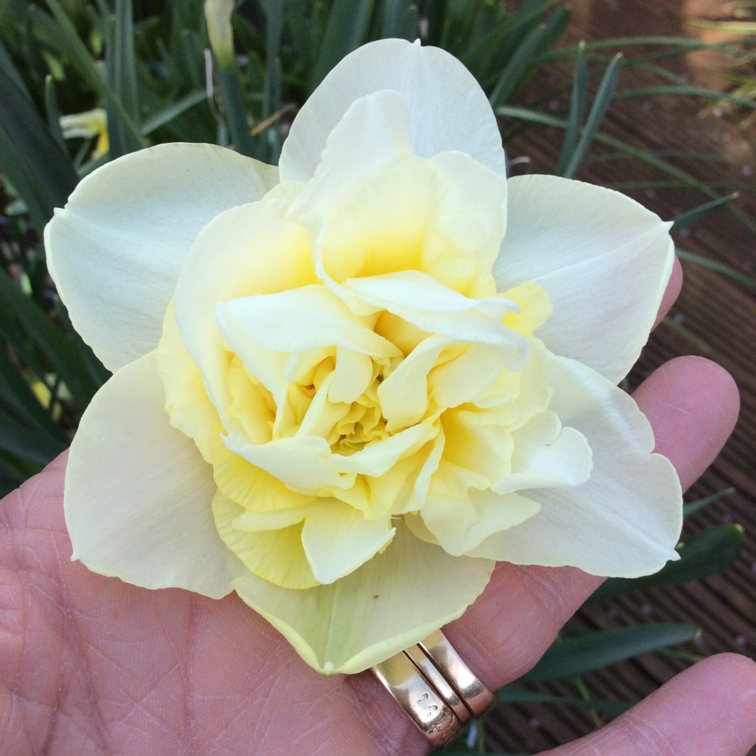 Narcissus Obdam in the GardenTags plant encyclopedia Daffodil Obdam (Double) in the GardenTags plant encyclopedia