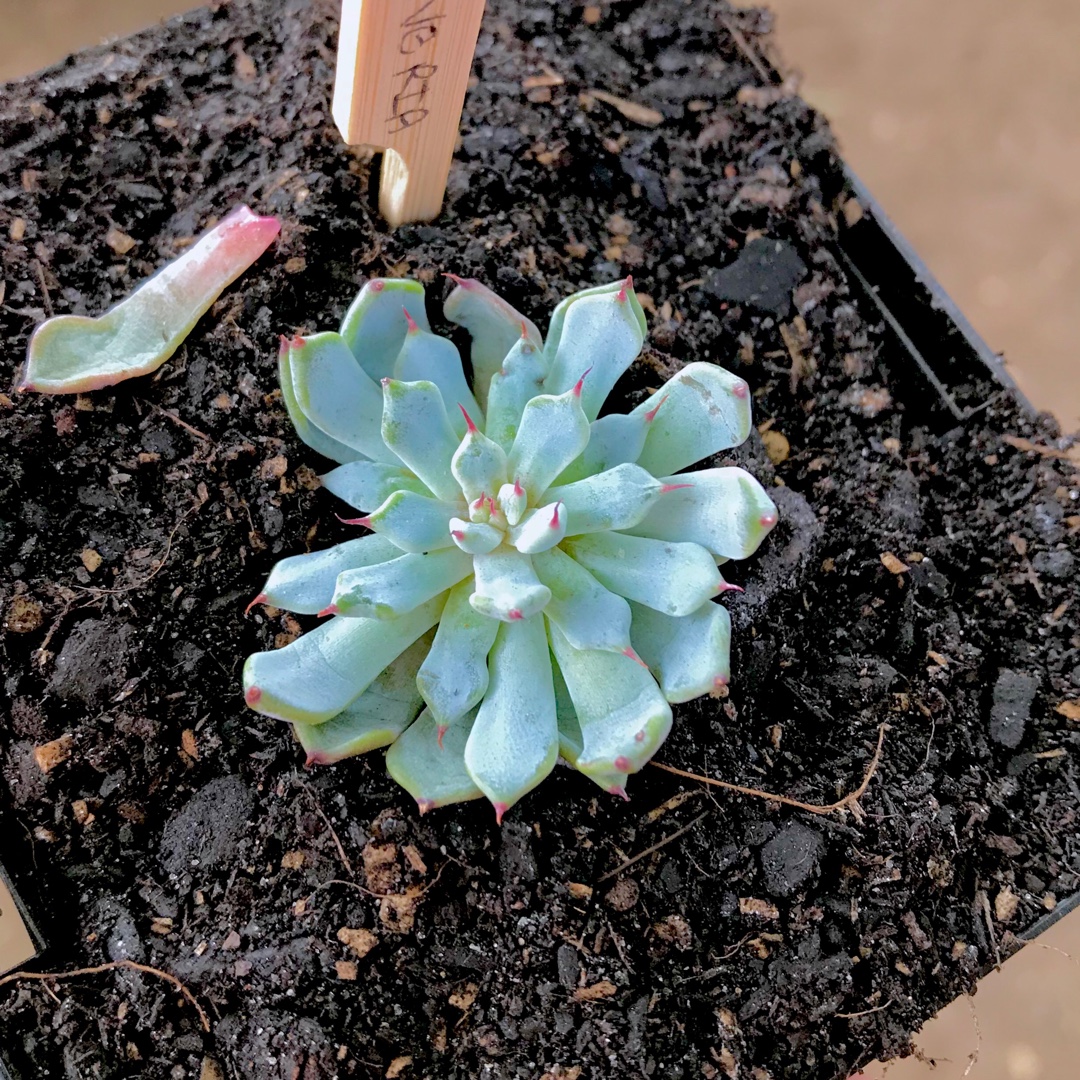 Echeveria cuspidata var. Zaragozae White Form in the GardenTags plant encyclopedia Echeveria Cuspidata var. Zaragozae White Form in the GardenTags plant encyclopedia