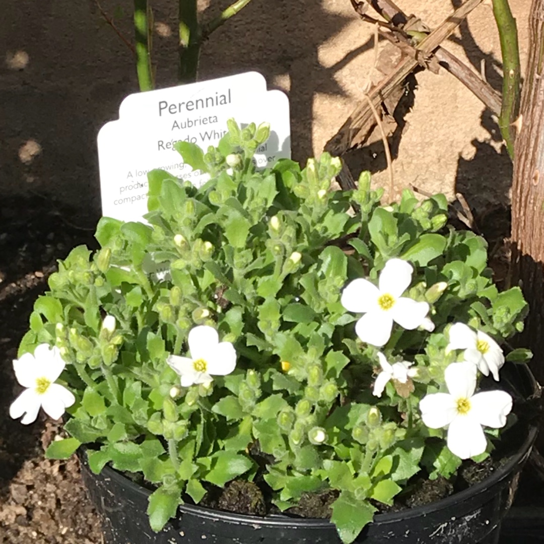 Aubrieta Regado White in the GardenTags plant encyclopedia Rock Cress Regado White in the GardenTags plant encyclopedia