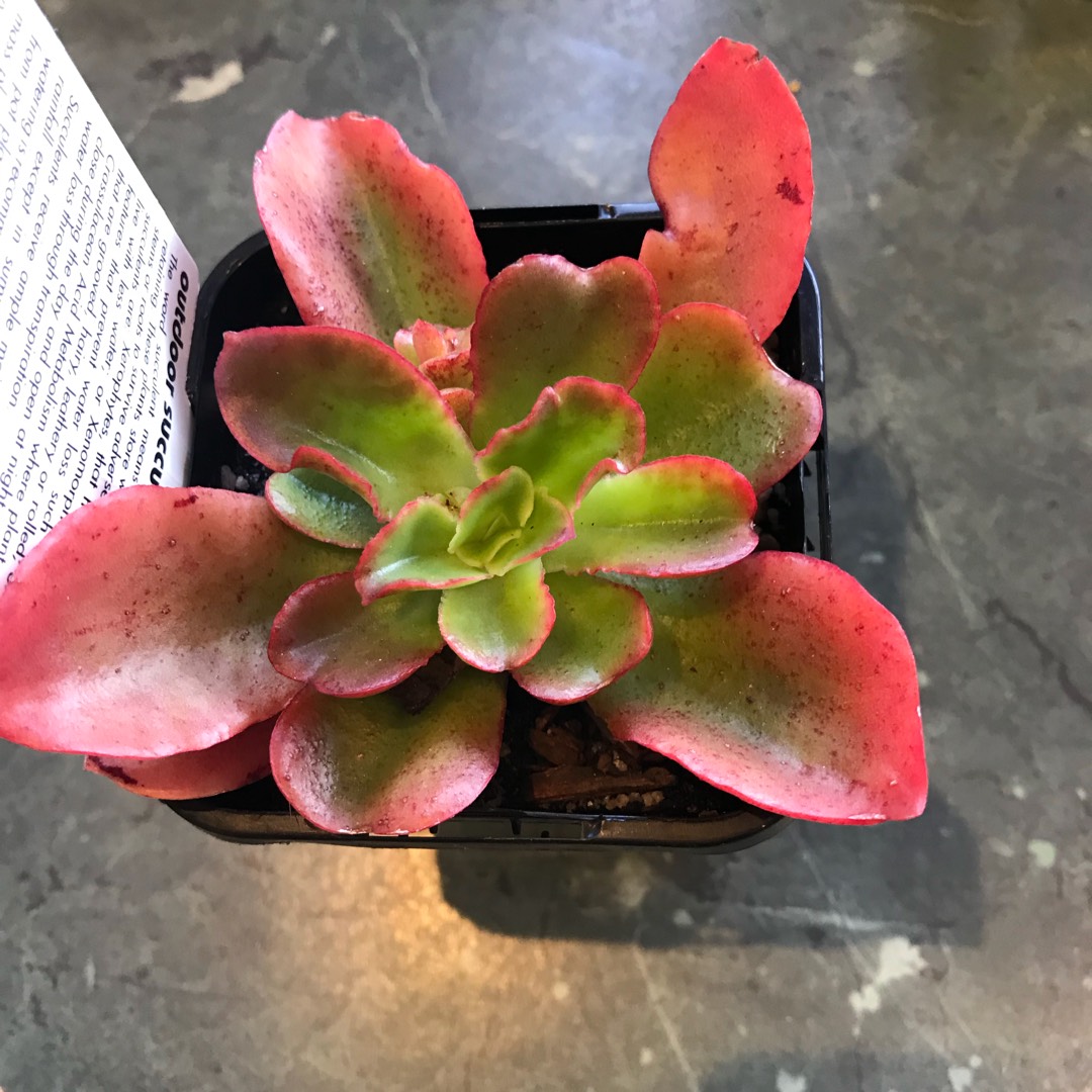 Echeveria Fulgens v. Fulgens in the GardenTags plant encyclopedia Echeveria Fulgens in the GardenTags plant encyclopedia