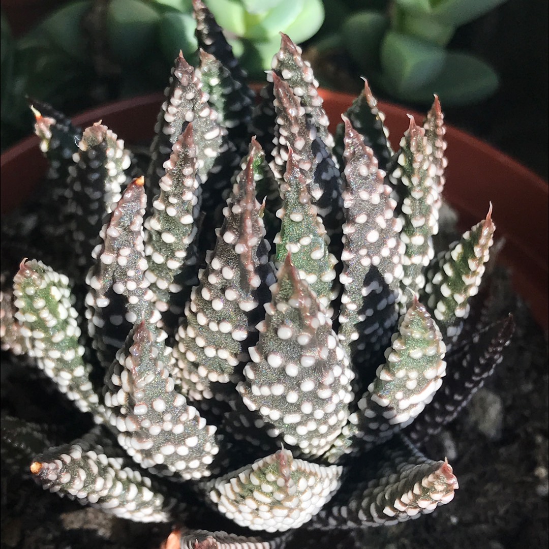 Haworthia papillosa in the GardenTags plant encyclopedia Haworthia papillosa in the GardenTags plant encyclopedia