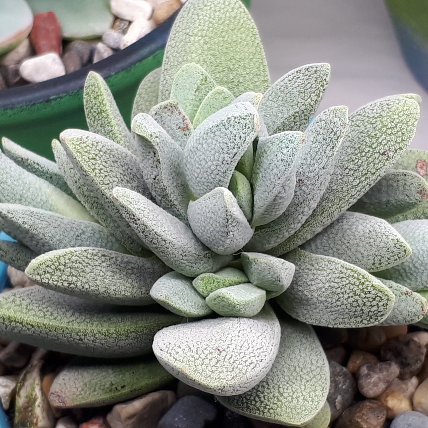 Crassula tecta syn. Crassula decipiens in the GardenTags plant encyclopedia Lizard Skin Crassula in the GardenTags plant encyclopedia
