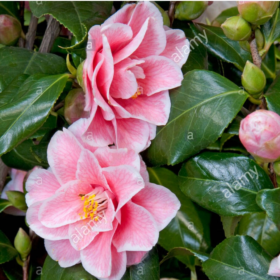 Camellia japonica Yours Truly in the GardenTags plant encyclopedia Camellia Yours Truely in the GardenTags plant encyclopedia