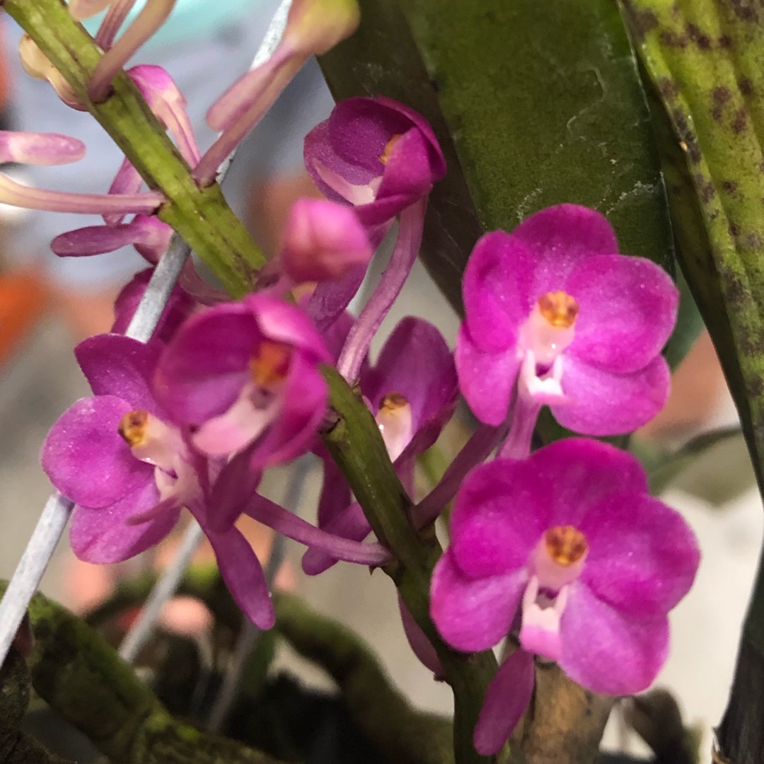Vanda ampullacea syn. Ascocentrum ampullaceum in the GardenTags plant encyclopedia Vanda ampullacea in the GardenTags plant encyclopedia