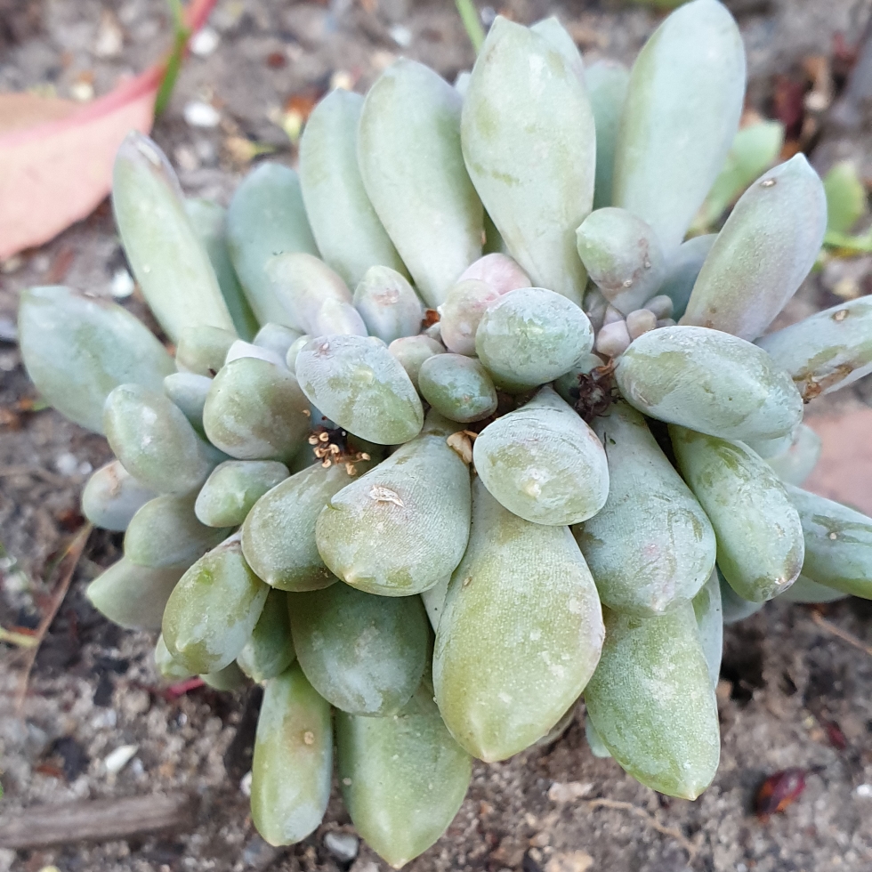 Echeveria Luber Cristata in the GardenTags plant encyclopedia Echeveria Luber Crested Form in the GardenTags plant encyclopedia