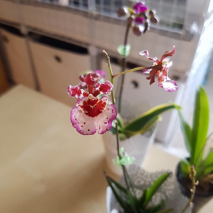 Oncidium Genting Angel syn. Oncidium Tolumnia in the GardenTags plant encyclopedia Genting Angel in the GardenTags plant encyclopedia