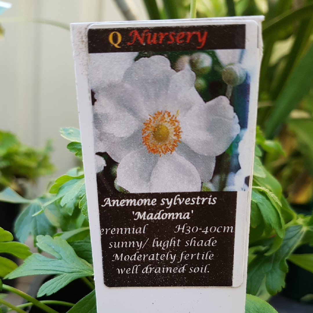 Anemone sylvestris Madonna in the GardenTags plant encyclopedia Snowdrop Windflower Madonna in the GardenTags plant encyclopedia