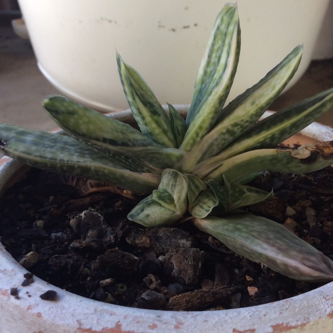 Gasteria Brevifolia Variegata in the GardenTags plant encyclopedia Gasteria Brevifolia Variegata in the GardenTags plant encyclopedia