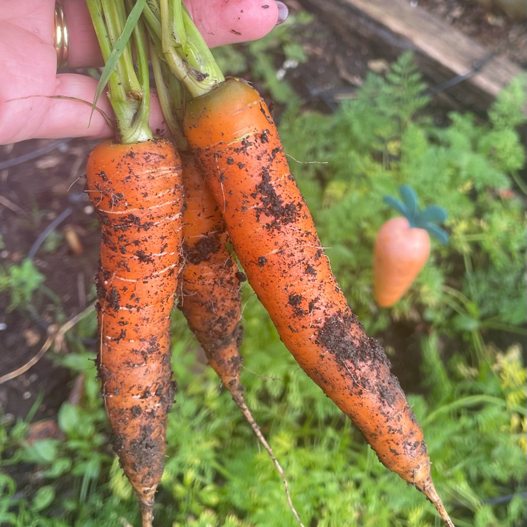 Daucus carota subsp. sativus Tozresis syn. Daucus carota subsp. sativus Resistafly in the GardenTags plant encyclopedia Carrot Resistafly in the GardenTags plant encyclopedia