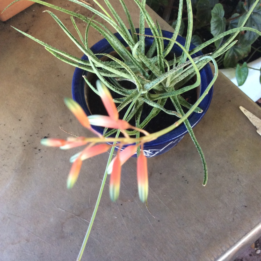 Aloe Alba in the GardenTags plant encyclopedia Aloe Alba in the GardenTags plant encyclopedia