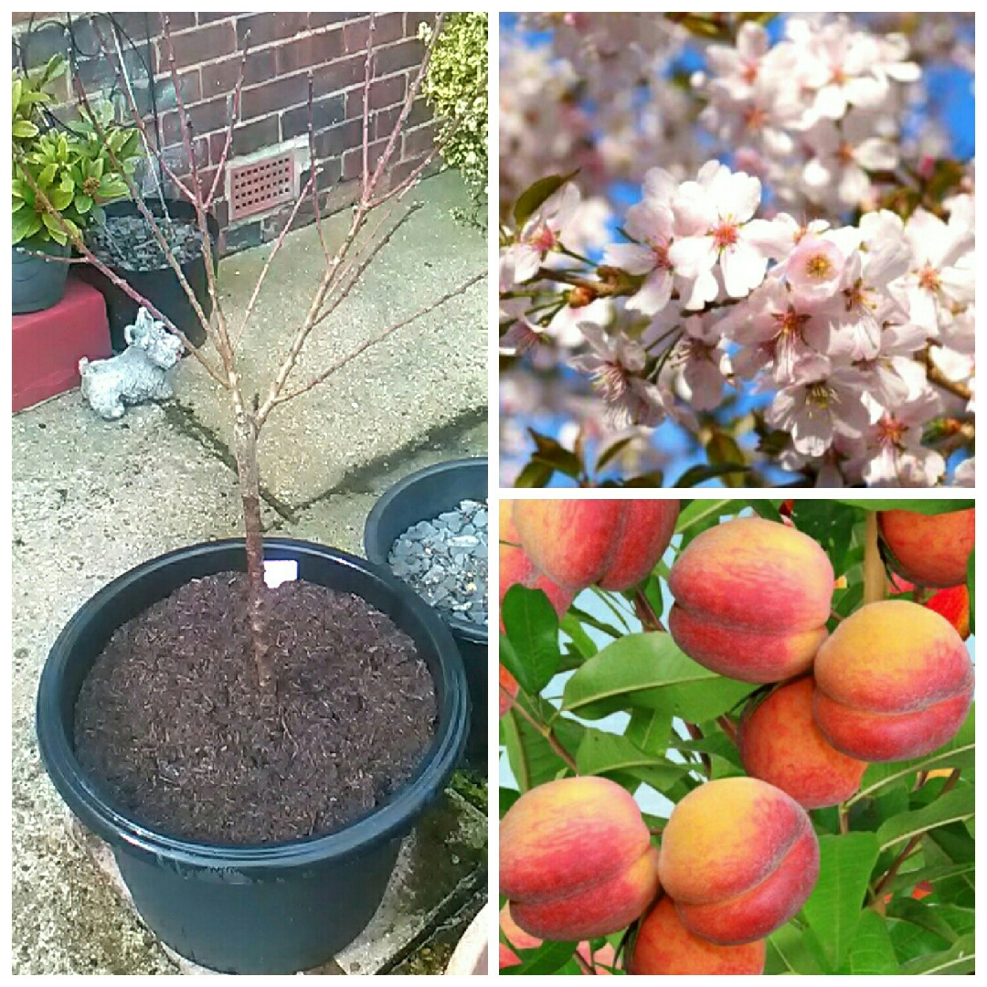 Prunus persica Suncrest in the GardenTags plant encyclopedia Peach Suncrest in the GardenTags plant encyclopedia