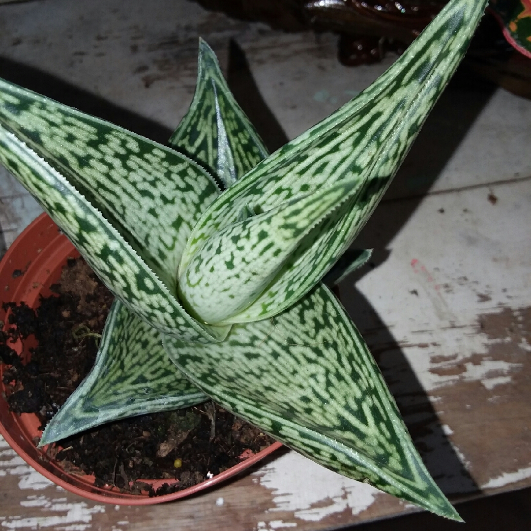 Aloe White Beauty in the GardenTags plant encyclopedia