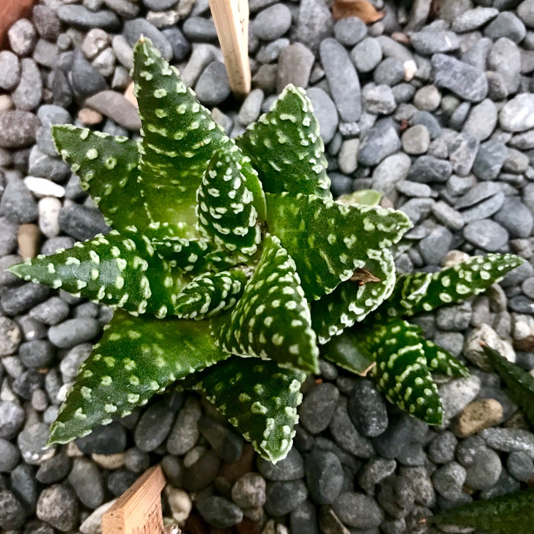 Haworthia pumila Little Donut in the GardenTags plant encyclopedia Haworthia pumila Little Donut in the GardenTags plant encyclopedia