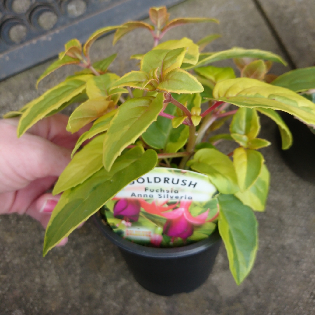 Fuchsia Anna Silveria in the GardenTags plant encyclopedia Fuchsia Anna Silveria in the GardenTags plant encyclopedia