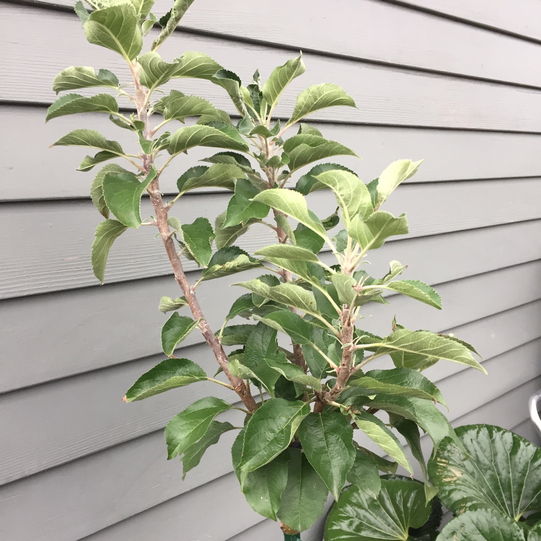 Malus domestica Croquella in the GardenTags plant encyclopedia Apple Croquella in the GardenTags plant encyclopedia