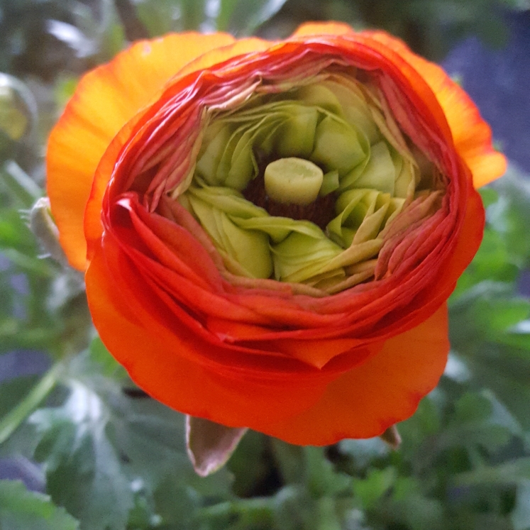 Ranunculus asiaticus Bloomingdale Tangerine (Bloomingdale Series) in the GardenTags plant encyclopedia Persian Buttercup Bloomingdale Tangerine in the GardenTags plant encyclopedia