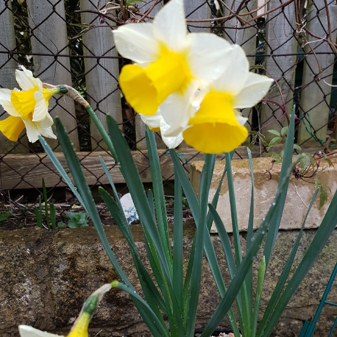 Narcissus Golden Echo in the GardenTags plant encyclopedia Daffodil Golden Echo (Jonquilla) in the GardenTags plant encyclopedia
