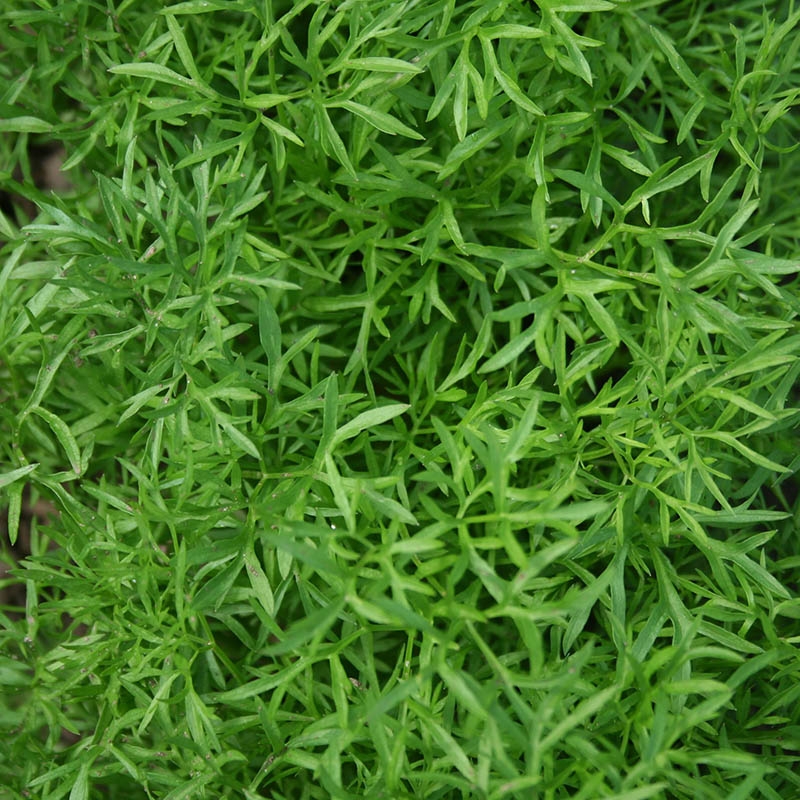 Coriandrum sativum Confetti in the GardenTags plant encyclopedia Coriander Confetti in the GardenTags plant encyclopedia