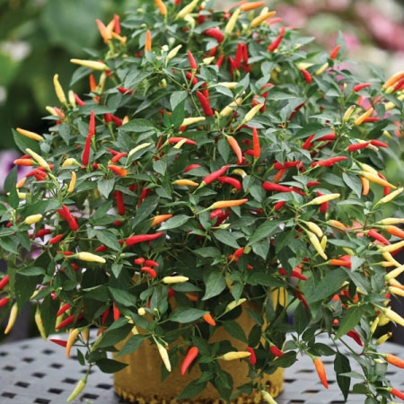 Capsicum Annuum Patio Fire in the GardenTags plant encyclopedia Dwarf Chilli Pepper Patio Fire in the GardenTags plant encyclopedia