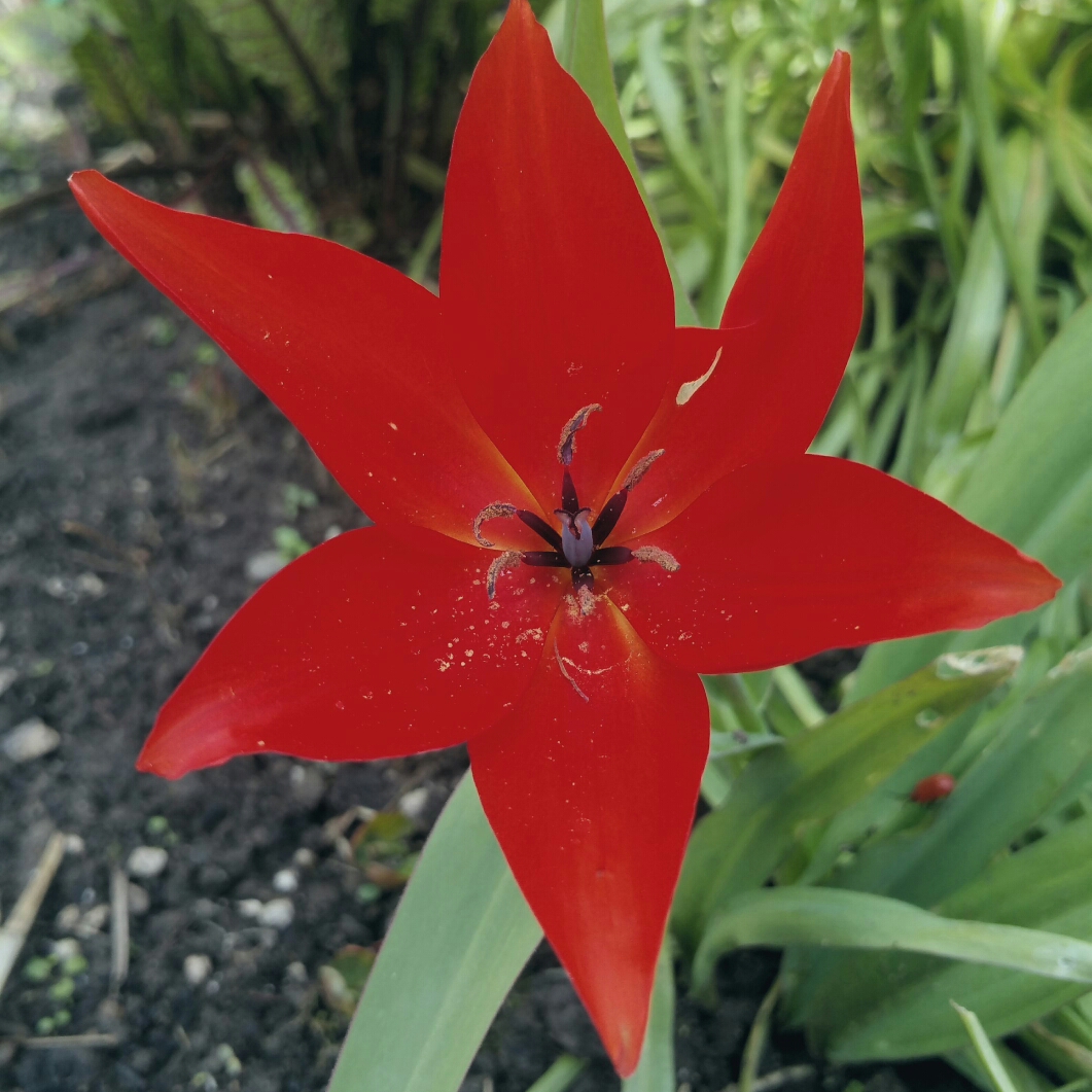 Tulipa praestans Red Sun in the GardenTags plant encyclopedia Tulip (Species) Praestans Tulip Red Sun in the GardenTags plant encyclopedia
