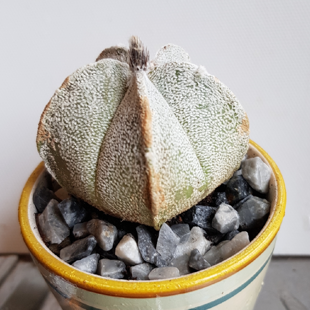 Astrophytum Coahuilense in the GardenTags plant encyclopedia Astrophytum Coahuilense in the GardenTags plant encyclopedia