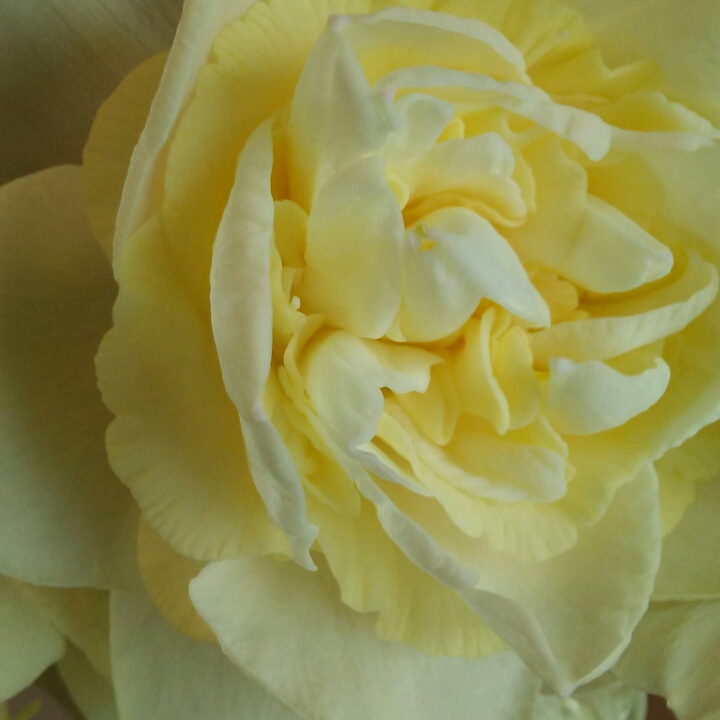 Narcissus Snow Angel in the GardenTags plant encyclopedia Daffodil Snow Angel (Double) in the GardenTags plant encyclopedia
