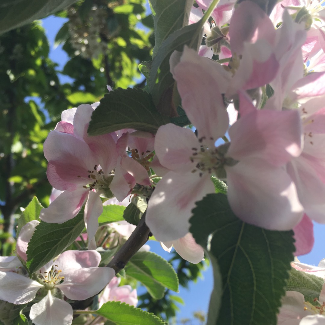 Malus domestica Reinette Grise in the GardenTags plant encyclopedia Apple Reinette Grise in the GardenTags plant encyclopedia
