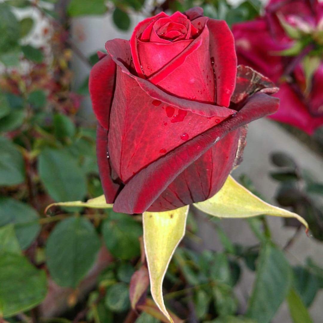 Rose Black Magic (Hybrid Tea) in the GardenTags plant encyclopedia