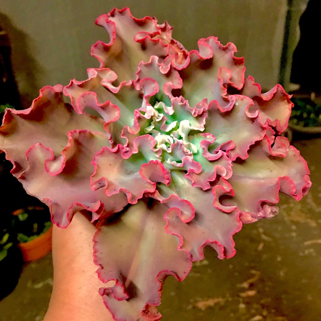 Echeveria Crenulata x Carnicolour in the GardenTags plant encyclopedia Echeveria Crenulata x Carnicolour in the GardenTags plant encyclopedia