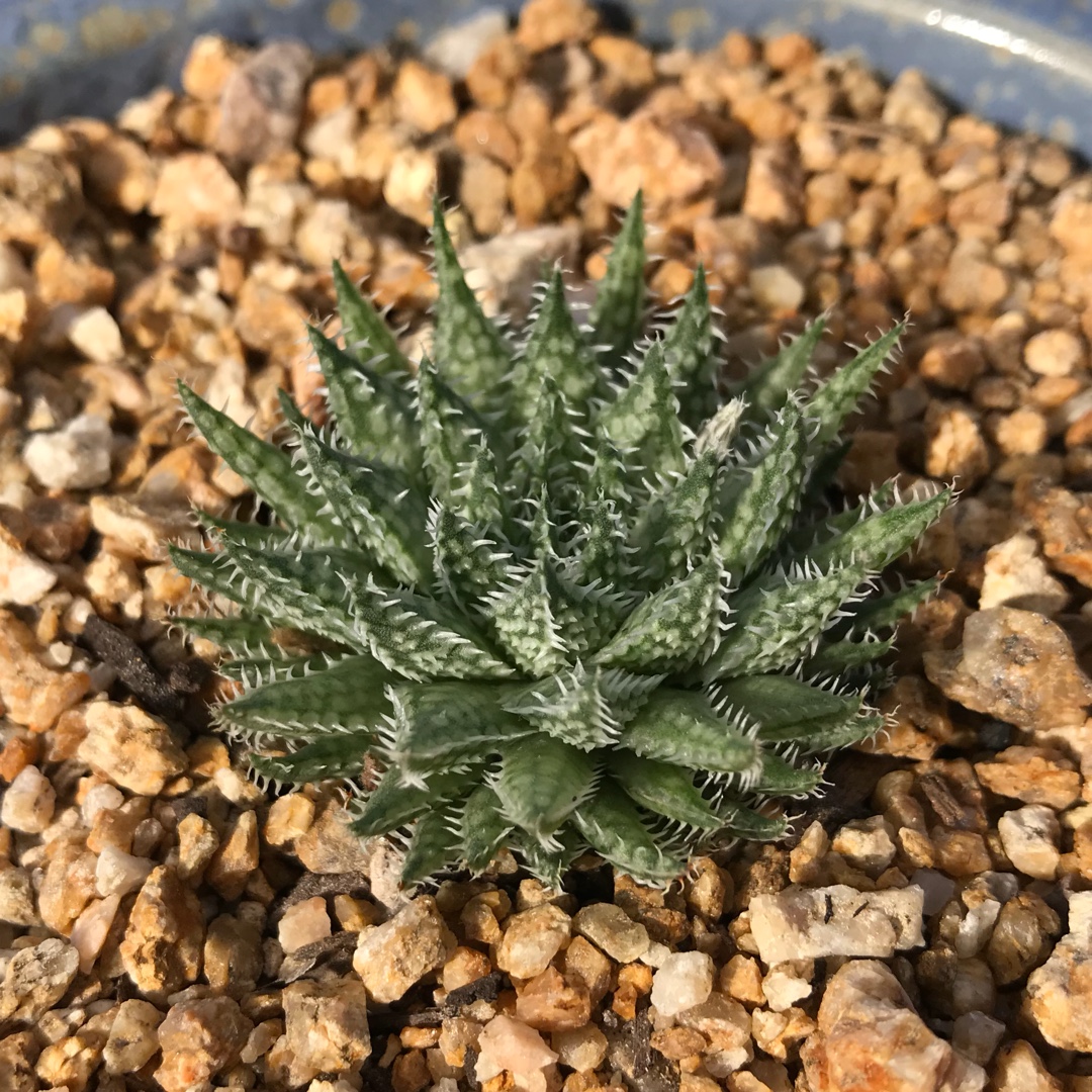 Haworthia Herbacea in the GardenTags plant encyclopedia Haworthia Luteorosea in the GardenTags plant encyclopedia