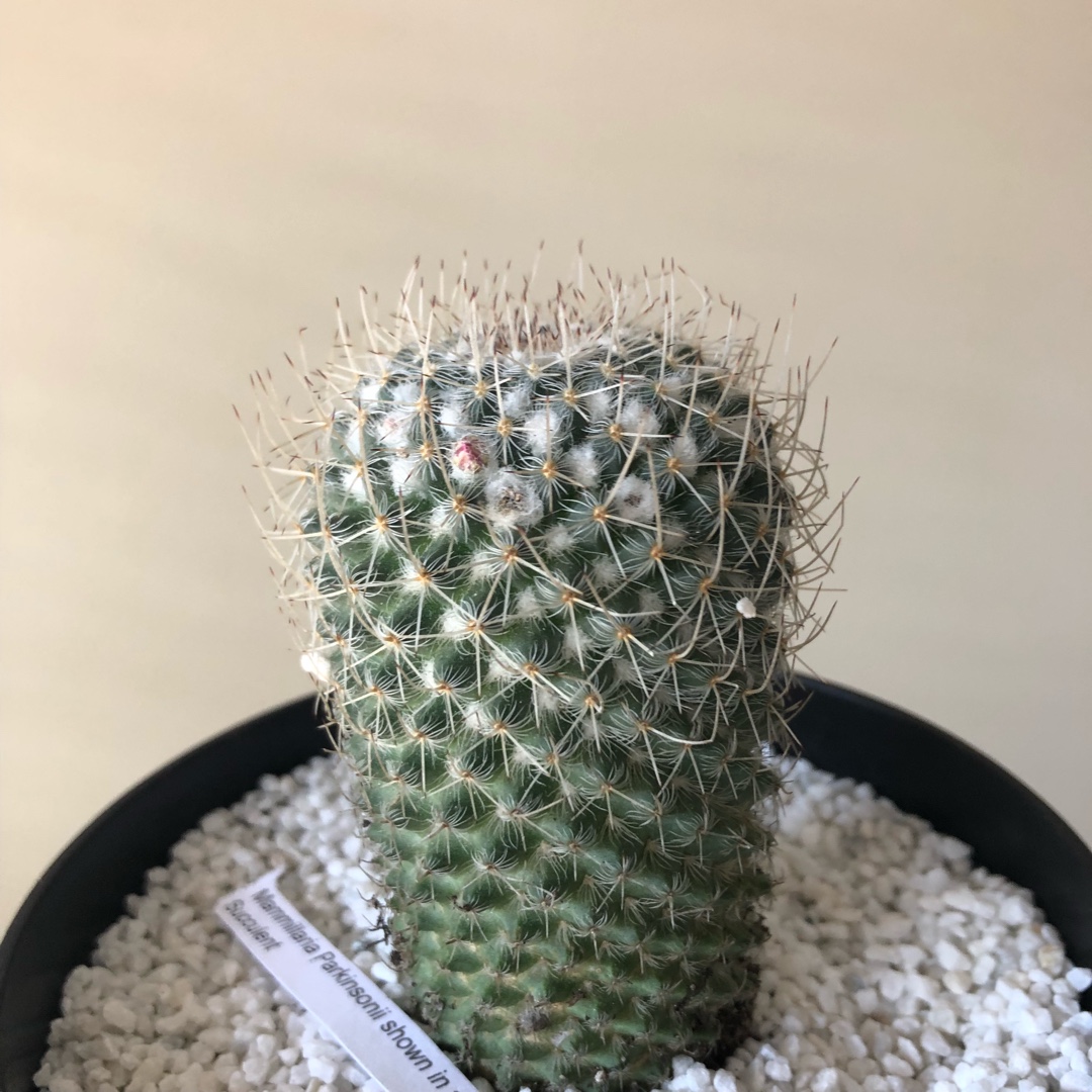 Mammillaria parkinsonii in the GardenTags plant encyclopedia Owls Eye in the GardenTags plant encyclopedia