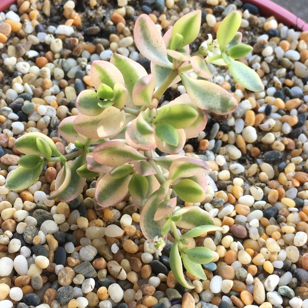Crassula Volkensii f. Variegata in the GardenTags plant encyclopedia Variegated Crassula Volkensii in the GardenTags plant encyclopedia