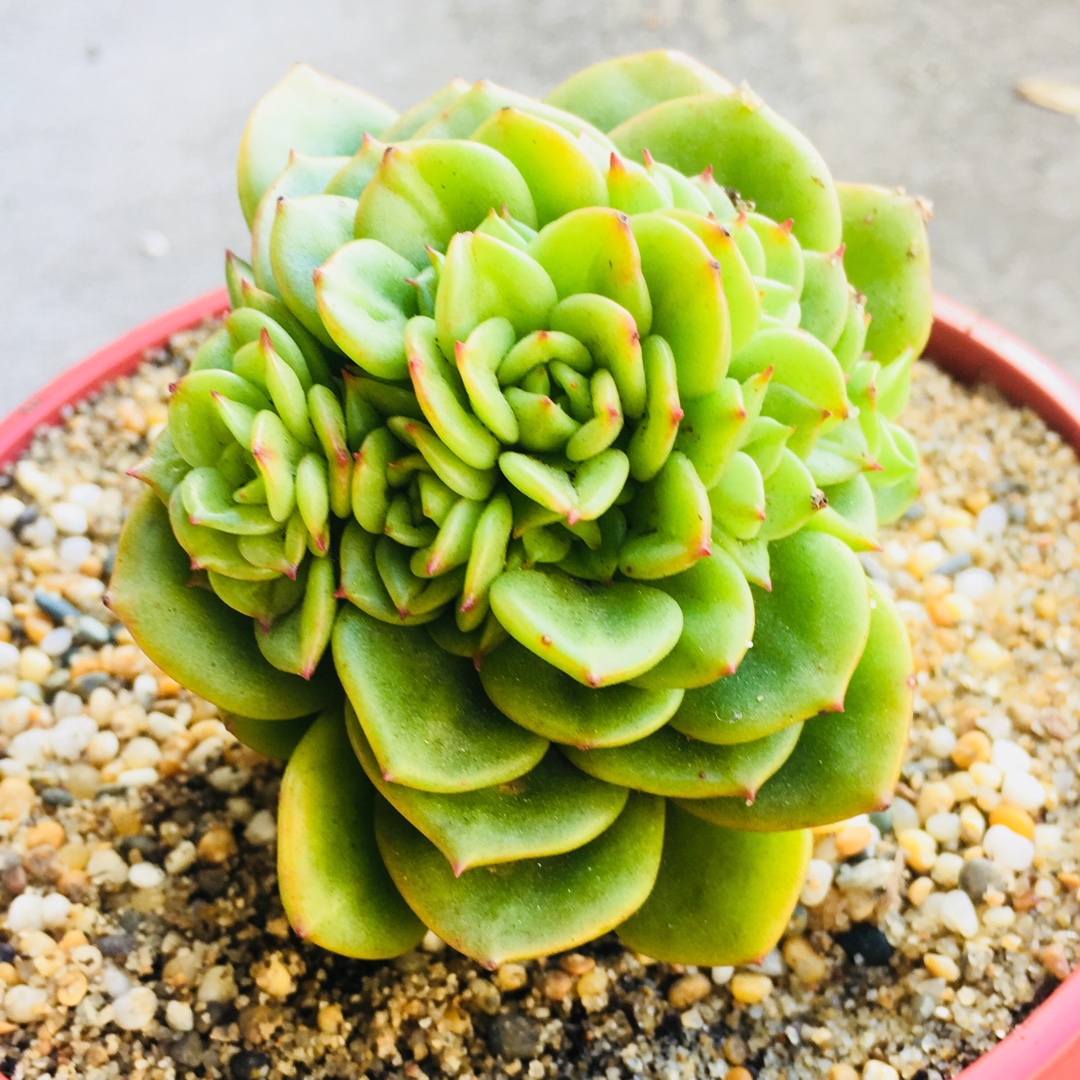 xSedeveria Rolly in the GardenTags plant encyclopedia Sedeveria Rolly in the GardenTags plant encyclopedia