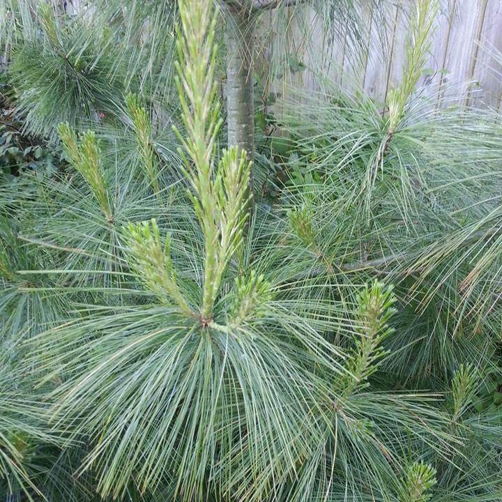Himalayan Pine in the GardenTags plant encyclopedia