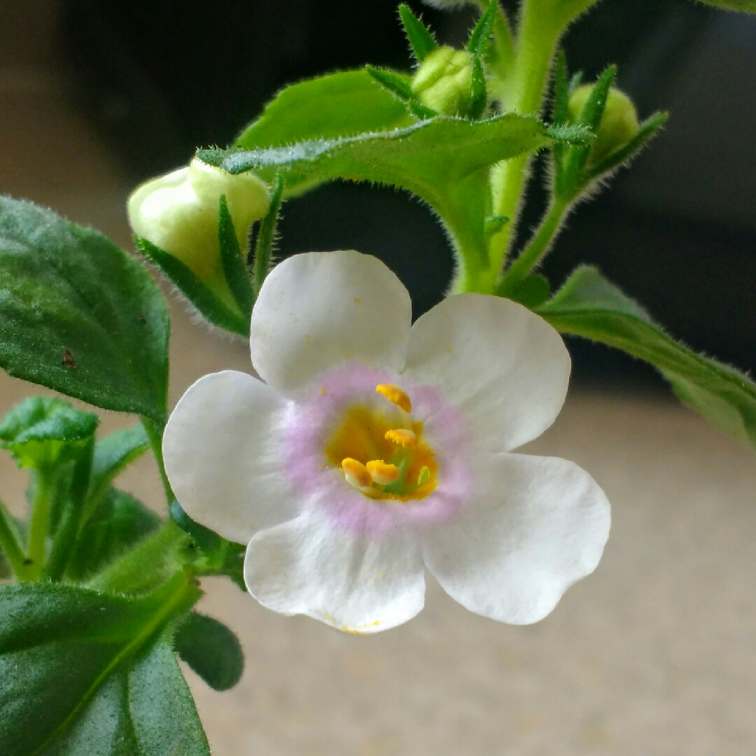 Bacopa White Secrets in the GardenTags plant encyclopedia Bacopa White Secrets in the GardenTags plant encyclopedia