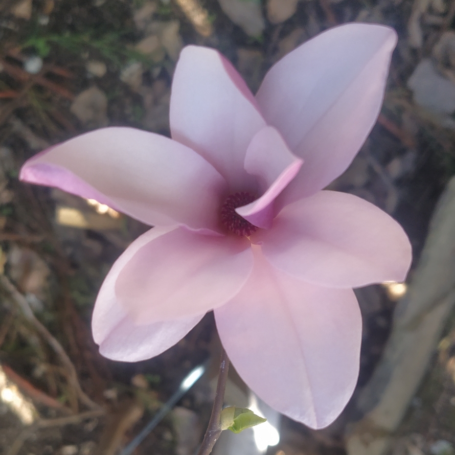 Magnolia stellata George Henry Kern in the GardenTags plant encyclopedia Magnolia George Henry Kern in the GardenTags plant encyclopedia