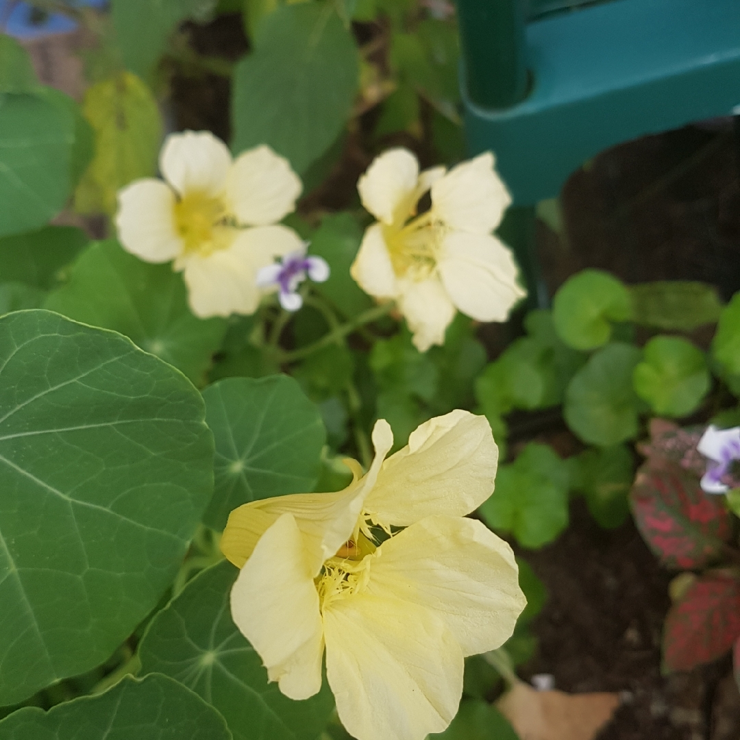 Tropaeolum majus Cream in the GardenTags plant encyclopedia Nasturtium Cream in the GardenTags plant encyclopedia