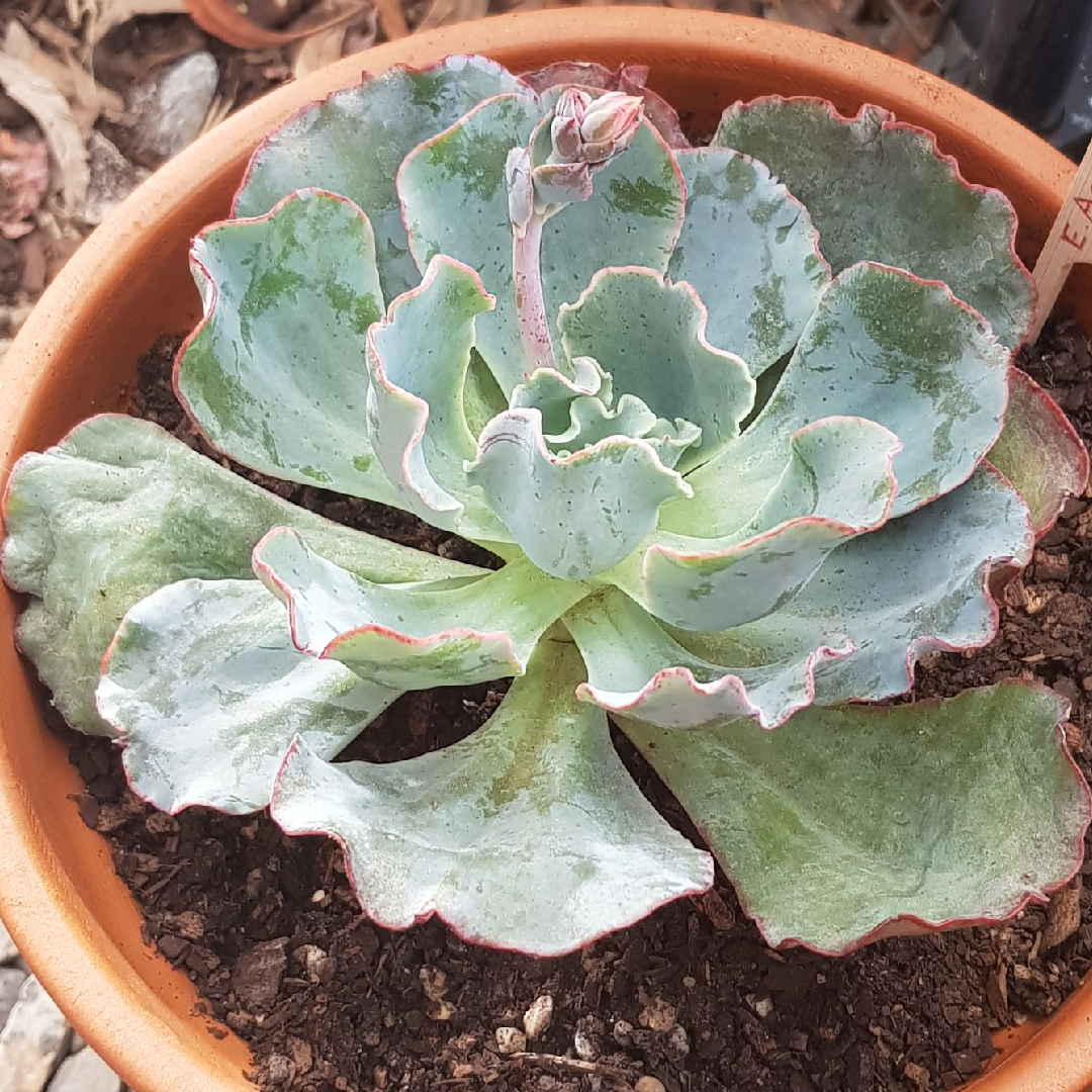 Echeveria Aquarius in the GardenTags plant encyclopedia Echeveria Aquarius in the GardenTags plant encyclopedia