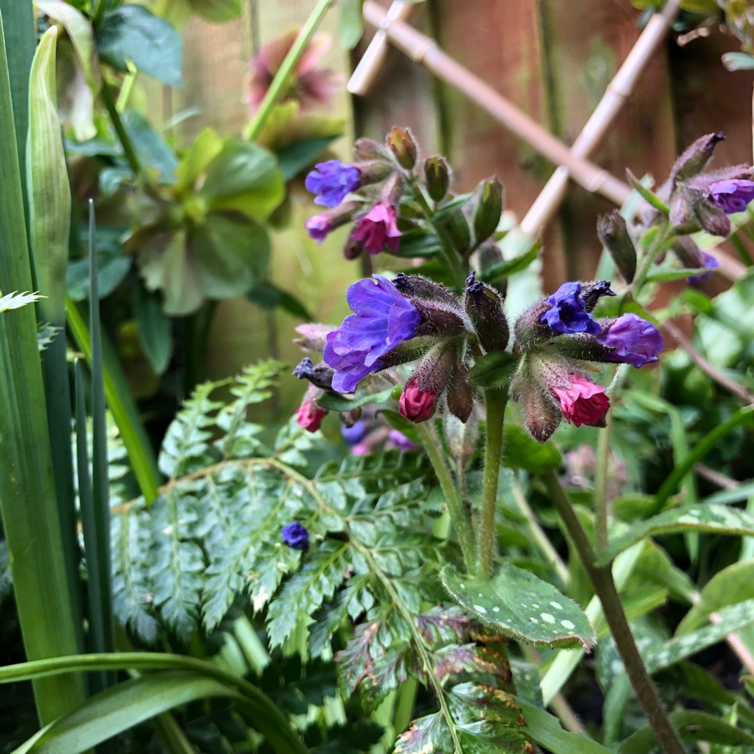 Pulmonaria Victorian Brooch in the GardenTags plant encyclopedia Lungwort in the GardenTags plant encyclopedia