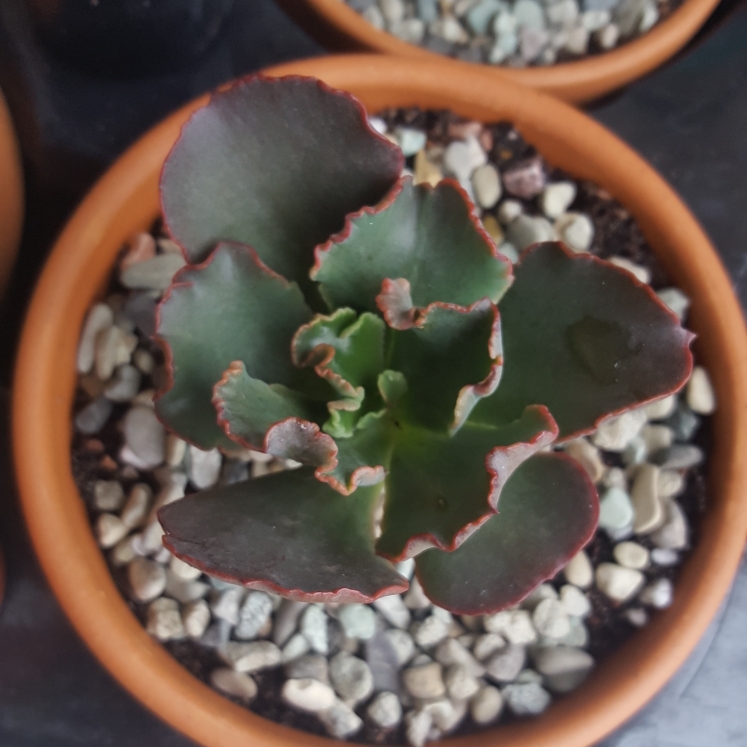 Echeveria War Dancer in the GardenTags plant encyclopedia Echeveria War Dancer in the GardenTags plant encyclopedia