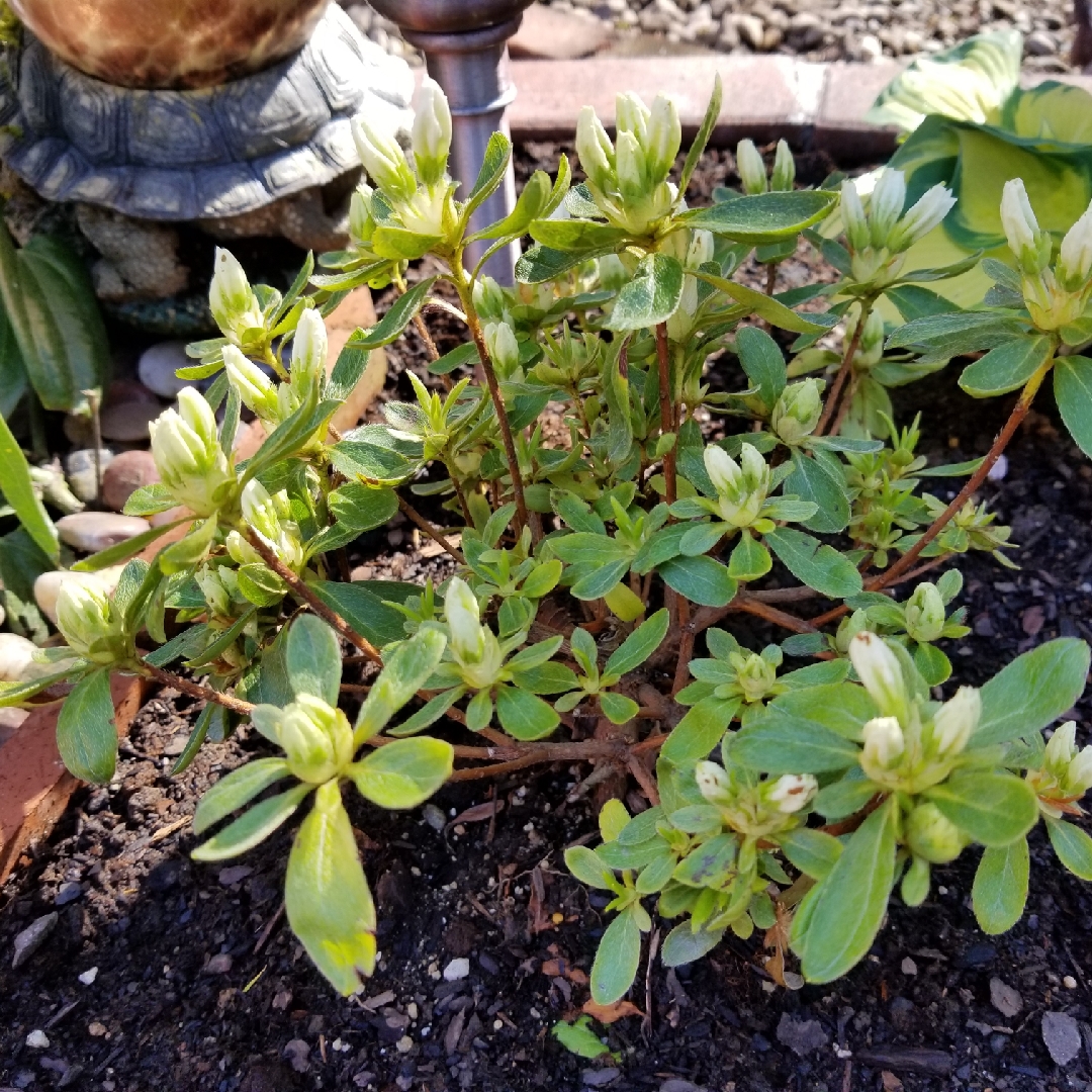 Rhododendron Hino white dwarf in the GardenTags plant encyclopedia Hino-white Dwarf Azalea in the GardenTags plant encyclopedia