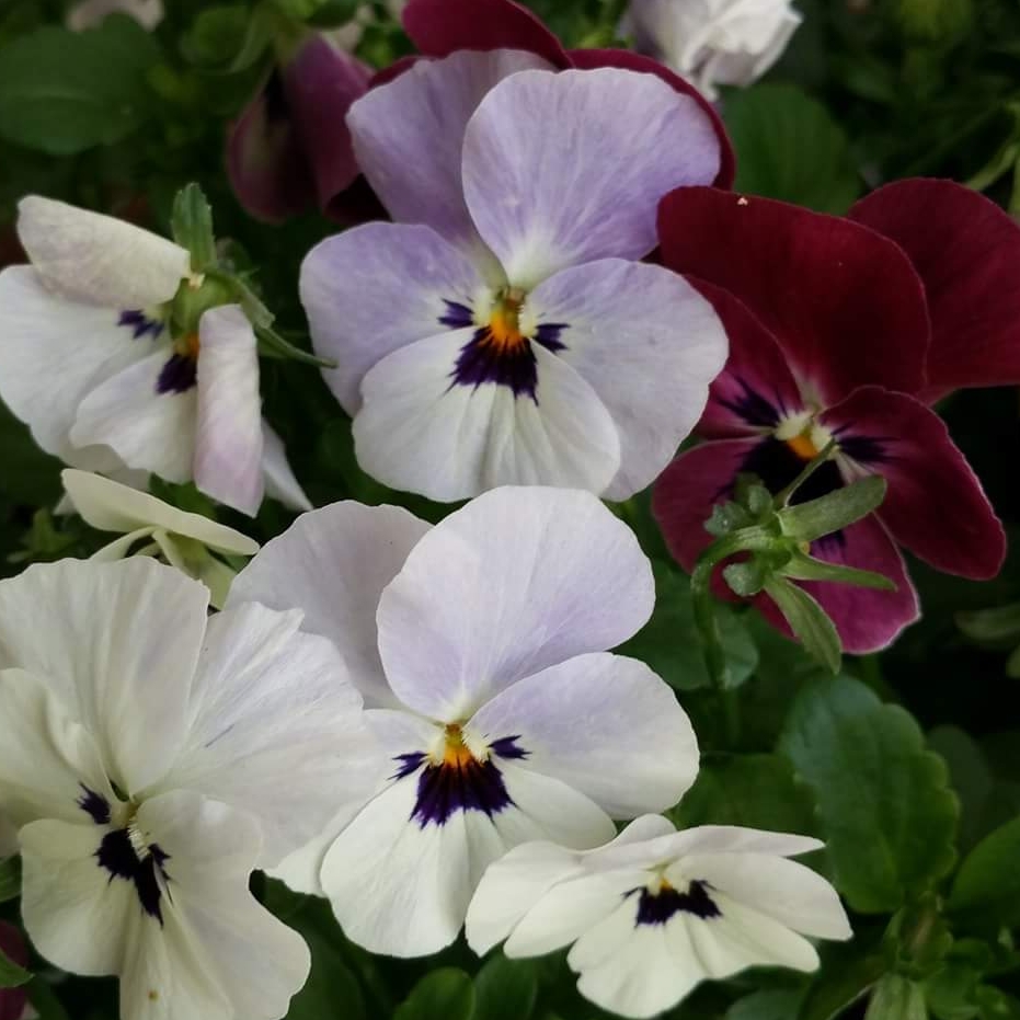Viola cornuta sorbet XP Pink Halo in the GardenTags plant encyclopedia Viola Pink Halo in the GardenTags plant encyclopedia