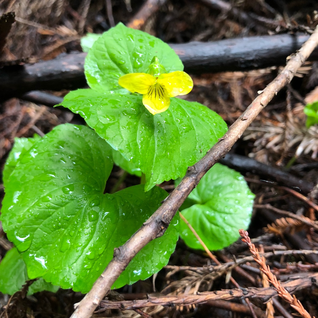 Viola sempervirens in the GardenTags plant encyclopedia Redwood Violet in the GardenTags plant encyclopedia