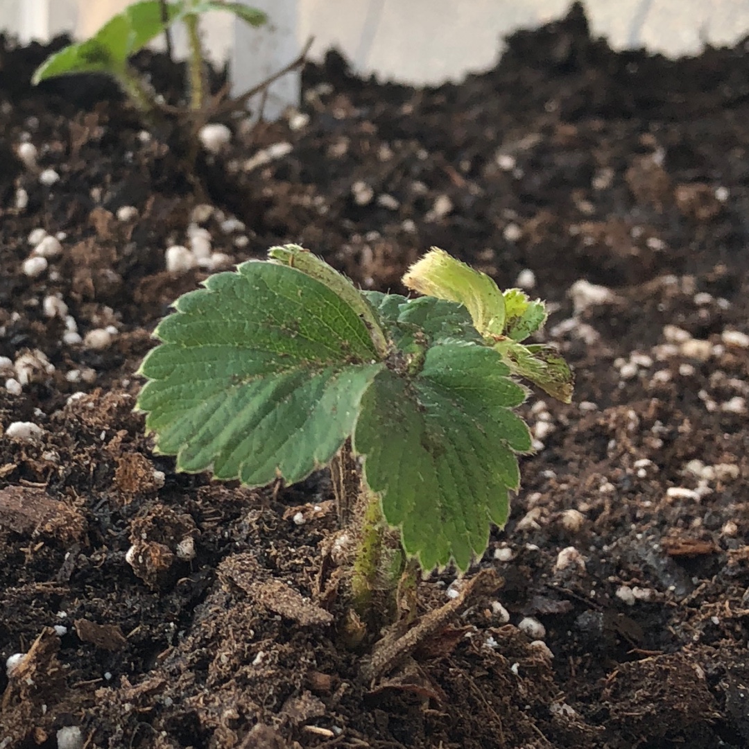 Fragaria x ananassa Surecrop in the GardenTags plant encyclopedia Strawberry Surecrop in the GardenTags plant encyclopedia