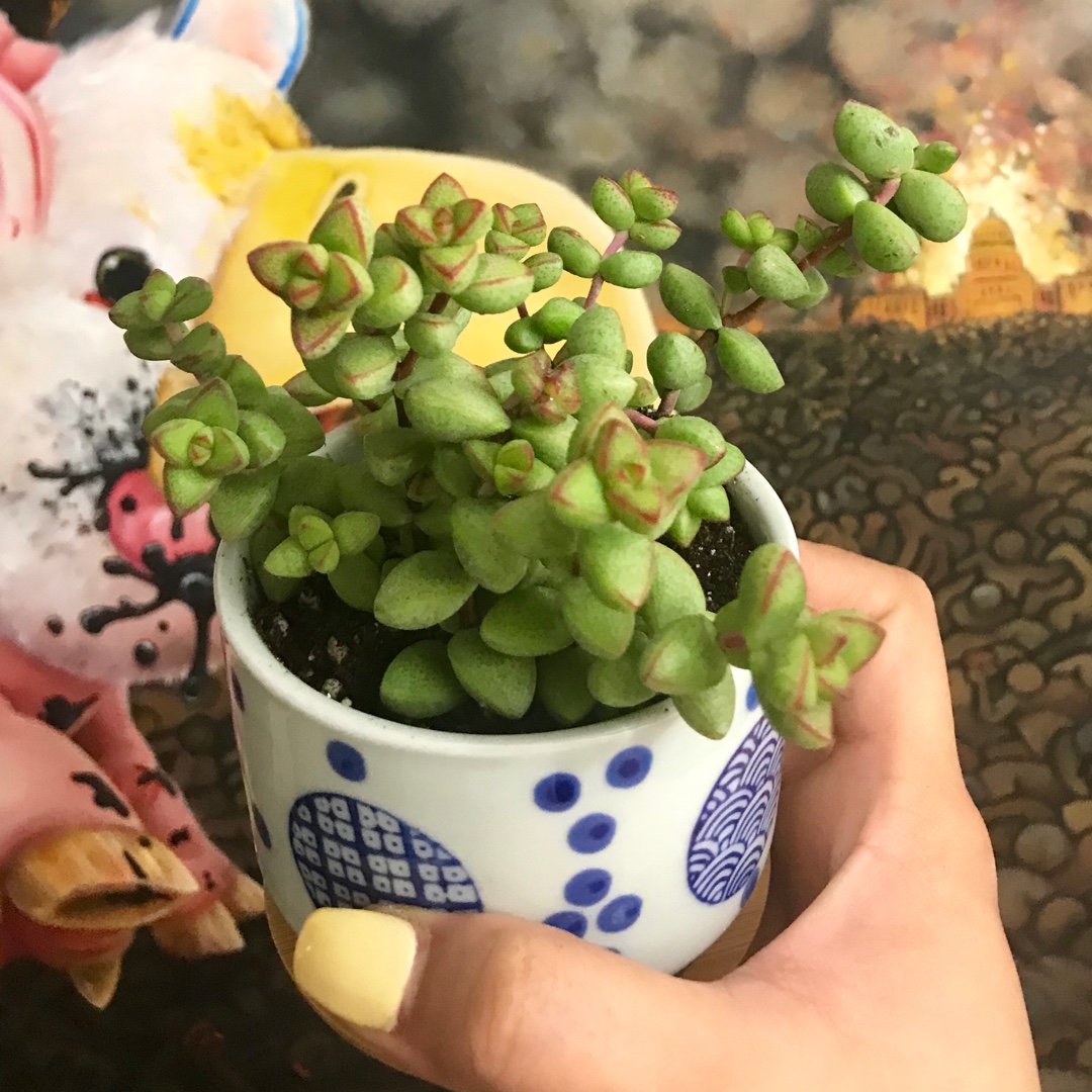 Crassula rupestris v. Monticola in the GardenTags plant encyclopedia Crassula Monticola in the GardenTags plant encyclopedia
