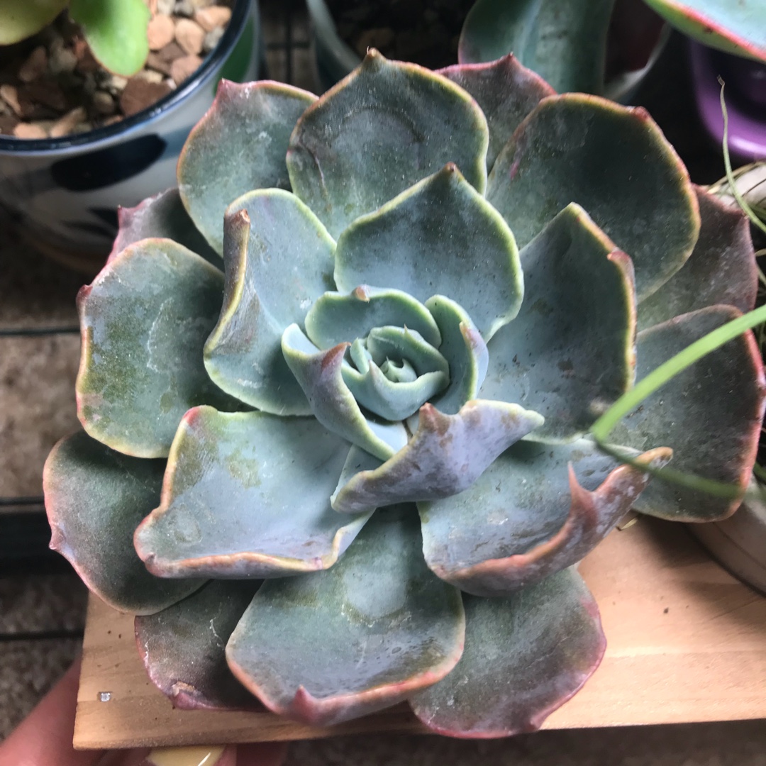 Echeveria Colorshift in the GardenTags plant encyclopedia Echeveria Colorshift in the GardenTags plant encyclopedia