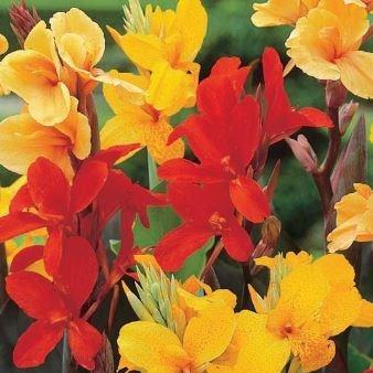 Canna in the GardenTags plant encyclopedia Canna in the GardenTags plant encyclopedia